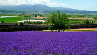 ファーム富田観光の所要時間は何分？おすすめルート＆プランをご紹介！