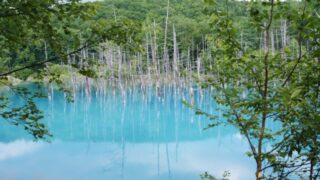 青い池の平日の混雑状況！空いている時間帯も調査！