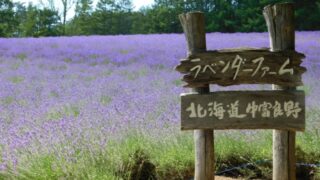 ファーム富田でラベンダーの見頃2022はいつからいつまで？ベストシーズンもご紹介！