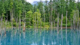 北海道美瑛の青い池駐車場で早朝は何時から使える？料金無料の場所がどこかも徹底調査！