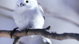 シマエナガ生息地で旭川の公園の場所どこ？見れる時期＆時間はいつからいつまで？