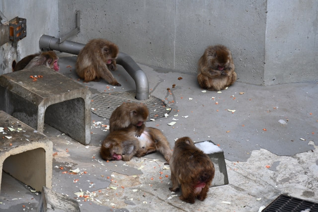 札幌円山動物園の冬ブログ2023！感想＆評判をお届け！