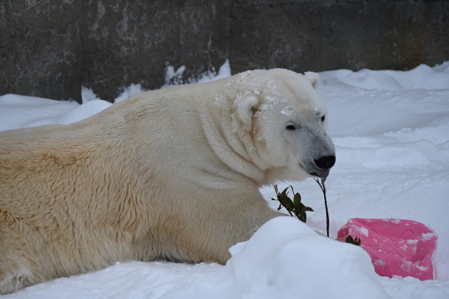 札幌円山動物園の冬ブログ2023！感想＆評判をお届け！