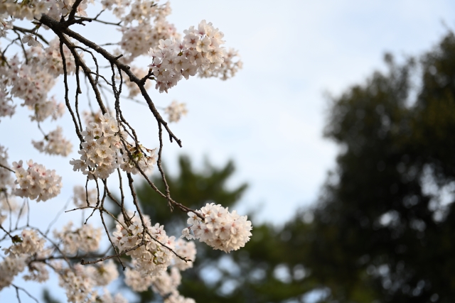 札幌で花見バーベキューが2023にできる場所どこ？利用可能時間が何時から何時までかも徹底調査！