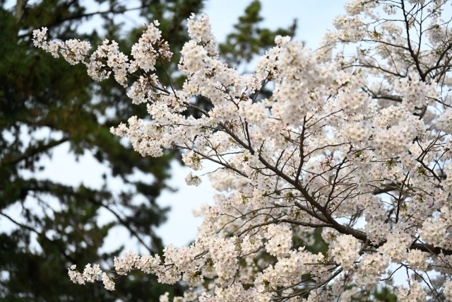 札幌で花見バーベキューが2023にできる場所どこ？利用可能時間が何時から何時までかも徹底調査！